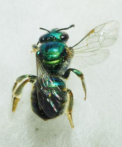 Réf. 243 846 : Augochlorini inconnu